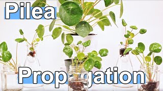 How To Propagate Pilea Peperomioides  Chinese Money Plant [upl. by Georgeanne]