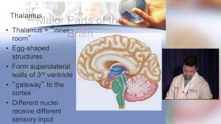 Neuroanatomy made ridiculously simple [upl. by Elleoj]