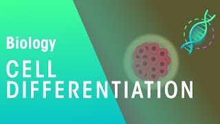 Cell Differentiation  Genetics  Biology  FuseSchool [upl. by Nibur]