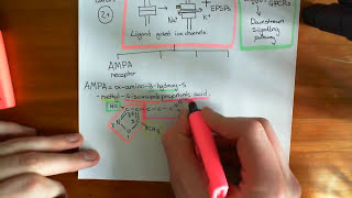 Introduction to Glutamate Receptors [upl. by Seraphine]