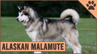 Alaskan Malamute  Dog Breed Information [upl. by Diley]