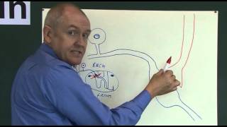 Pain 5 Analgesic pathways [upl. by Akcir48]