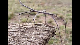 Walking Stick insect [upl. by Rolo]