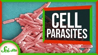 6 Parasites That Live INSIDE Cells [upl. by Amandy]