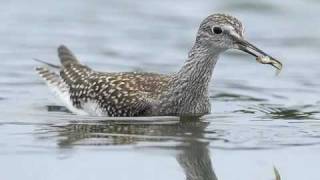 Identifying Shorebirds [upl. by Wittenburg]