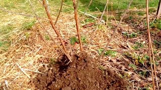 Propagation  Easy Stool Layering Technique [upl. by Inalak]