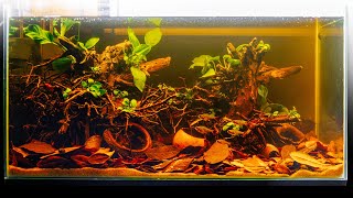 Easy Blackwater Aquascape for Tetras [upl. by Nnyloj698]