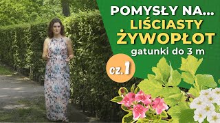 Jakie rośliny na żywopłot cz1 — Żywopłoty liściaste do 3 m [upl. by Maggy]