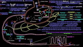 GI Tract Control Gastrin CCK Secretin Motilin and Gastric Inhibitory Peptide Updated Audio [upl. by Mercie977]