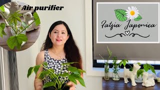 Air purifying indoor plant 💨 Fatsia Japonica  care amp info  how to propagate 🪴 [upl. by Ennael]