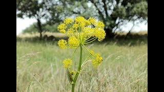 Episode 354  Health Benefits of Asafoetida or Hing Powder [upl. by Adoree]