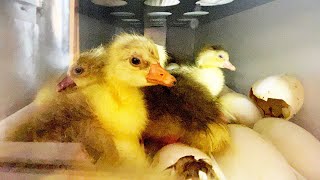 Welcome to the world goslings Hatching start to finish [upl. by Janicki]