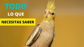 CACATÚA NINFA TODO LO QUE NECESITAS SABER [upl. by Kalfas]