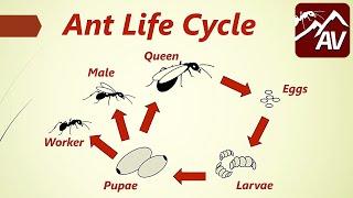 Ant Life Cycle  Queen Ants explained [upl. by Connor800]