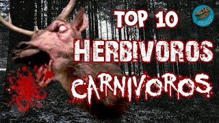 Top 10 Herbívoros carnívoros [upl. by Cud]