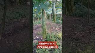 Galaxy Max F1 Ampalaya update shorts ampalayafarming ampalaya farming plants [upl. by Benedikt]