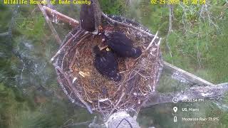 Bald Eagle  WRDC Eagle Nest Cam 24022025 1527 [upl. by Riti]