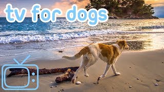 TV for Dogs  Videos for Dogs to Watch  Squirrels [upl. by Aehs]