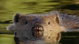 Beaver Lodge Construction Squad  Attenborough  BBC Earth [upl. by Babette]