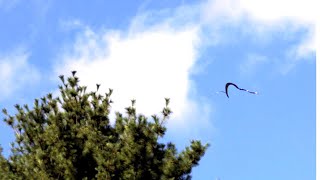 Slowmotion video of a flying snake in side view 6 2019 [upl. by Aivatan]