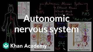 2Minute Neuroscience Oculomotor Nerve Cranial Nerve III [upl. by Hut]