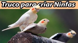 Truco Para Criar Ninfas con Exito y Muy Fácil [upl. by Orel]