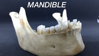 MANDIBLE  GENERAL FEATURES amp ATTACHMENTS [upl. by Attelocin]