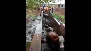 KZN farmer demonstrates cattle dipping process [upl. by Eilsek]