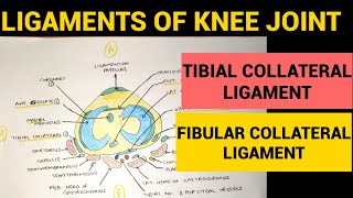 Knee Joint  3  Tibial Collateral amp Fibular Collateral Ligament [upl. by Thomey]