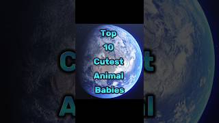 Top 10 Cutest Animal Babies [upl. by Standish]