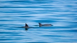 Vaquita  Saving the Desert Porpoise [upl. by Ahsiener424]