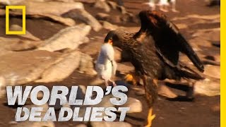 Caracaras Eat Baby Seabirds  Worlds Deadliest [upl. by Atteuqahs]