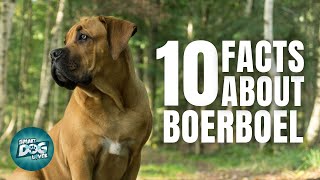 10 Facts About the Boerboel  Dogs 101  Boerboel [upl. by Hatty595]