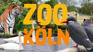 Zoo Köln  Zoo Eindruck [upl. by Gable502]