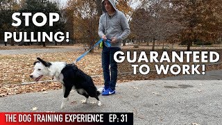 The MOST REALISTIC Leash Dog Training Lesson EVER STOP PULLING [upl. by Ikeda]