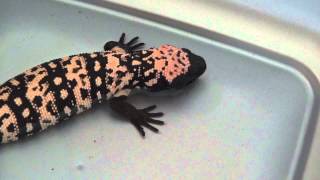 Heloderma suspectum Gila Monster Taking a Bath and Drinking Some Water [upl. by Liarret]