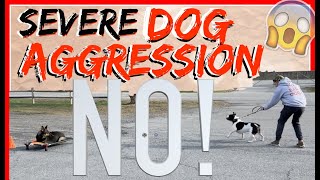 My Dog is Aggressive towards other dogs Help  Dog Training with Americas Canine Educator [upl. by Garate]