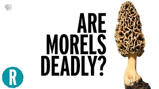 How Two People Died From Eating Morel Mushrooms [upl. by Hally]