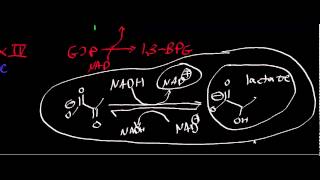 Biochemistry  Lactate Dehydrogenase [upl. by Cony450]