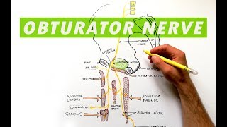 Obturator Nerve  Anatomy Tutorial [upl. by Suivatal296]