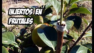 Como Hacer Injertos en Arboles Frutales  Muy Facil [upl. by Enaid]