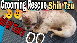 Grooming Rescue Shih Tzu  Mj Farm Life [upl. by Yesoj]