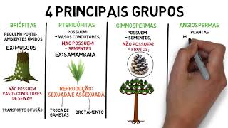 Resumo sobre o Reino Plantae  botânica [upl. by Edin]