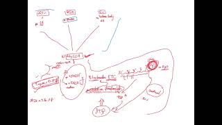 Cvs biochemistry lecture 1 part 1 by DrBayan Ayyad [upl. by Nahtahoj249]