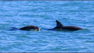 Endangered vaquita making a comeback in Mexicos Baja [upl. by Llevaj928]