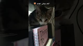 نویسنده کتب شیرین میویی 😂😻 حیواناتوحشی حیوانات گربهخانگی catciute 🐾😺 [upl. by Virginie]