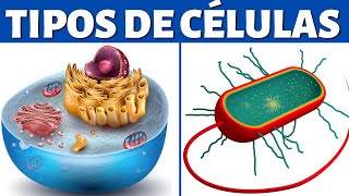 TIPOS DE CÉLULAS eucariotas y procariotas organelos celulares y diferencias🦠 [upl. by Yesima]