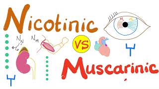 Nicotinic vs Muscarinic Receptors [upl. by Raimund]