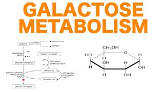 Galactose Metabolism [upl. by Rehtaeh]