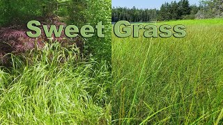 Swite  Sweet Grass [upl. by Appilihp555]